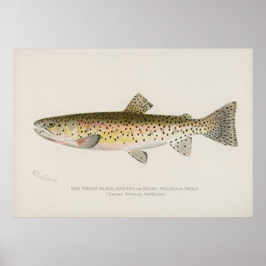 ロッキーマウンテンマス魚ヴィンテージアート ポスター (正面)