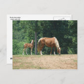 ロッキーマウンテンマーレと子馬 ポストカード (正面/裏面)