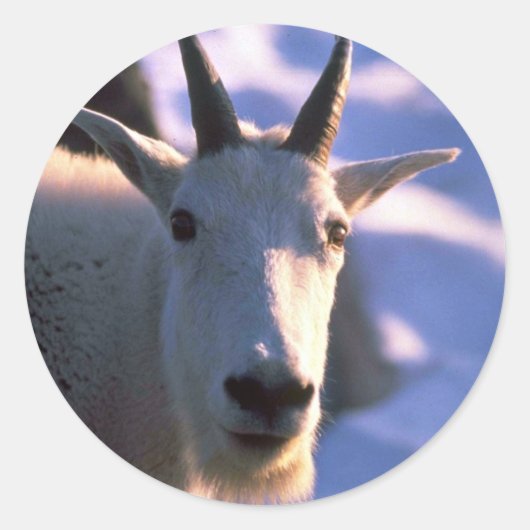 ロッキーマウンテンヤギの頭 ラウンドシール (正面)