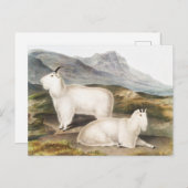 ロッキーマウンテンヤギ(カプラアメリカーナ)イラストレーション ポストカード (正面/裏面)