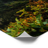 ロッキーマウンテンヤギ ポスター (角)