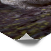 ロッキーマウンテンヤギ（大きな男性） ポスター (角)