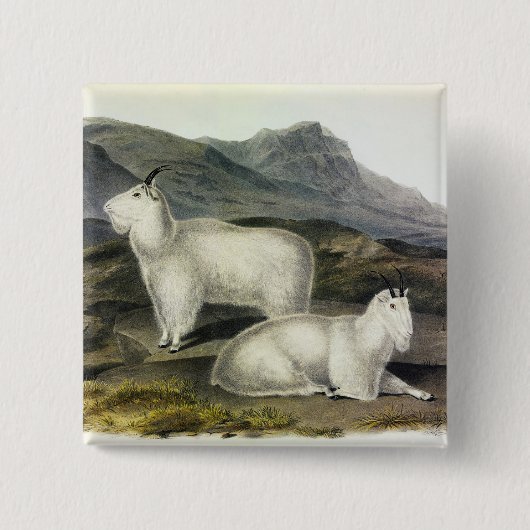 ロッキーマウンテンヤギ(Capra Americana by Audubon) 缶バッジ (正面)