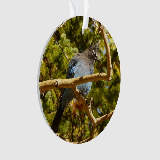 ロッキーマウンテン国立公園でステラーズジェイ オーナメント (正面)