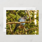 ロッキーマウンテン国立公園でステラーズジェイ ポストカード (正面/裏面)