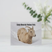 ロッキーマウンテン国立公園野生生物葉書 ポストカード (スタンド正面)