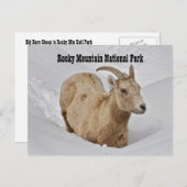 ロッキーマウンテン国立公園野生生物葉書 ポストカード (正面/裏面)