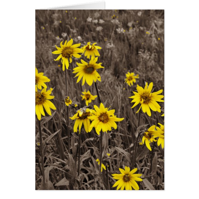 ロッキー山のひまわり (正面)