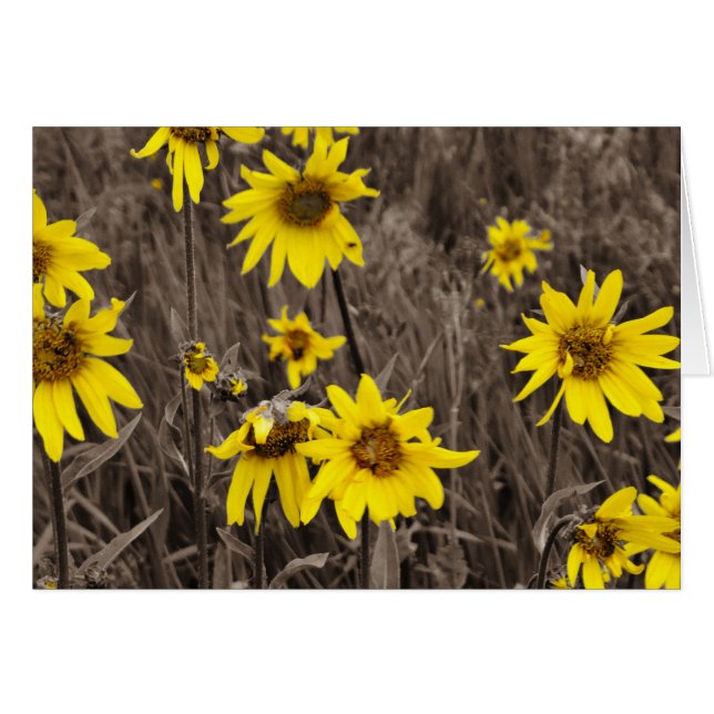 ロッキー山のひまわり (正面横)