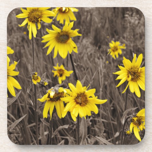 ロッキー山のひまわり コースター (正面)