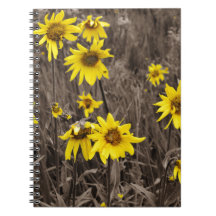 ロッキー山のひまわり