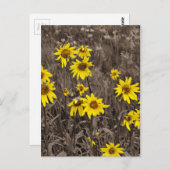 ロッキー山のひまわり ポストカード (正面/裏面)