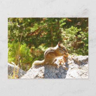 ロッキー山シマリス ポストカード
