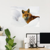 ロッキー山国立公園のキツネ ポスター (ホームオフィス)