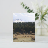 ロッキー山国立公園 ポストカード (スタンド正面)