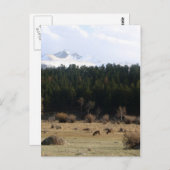 ロッキー山国立公園 ポストカード (正面/裏面)