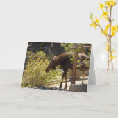 ロッキー山脈のヘラジカの自然写真 カード (黄色い花)
