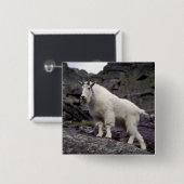 ロッキー山脈のヤギ 缶バッジ (正面&裏面)