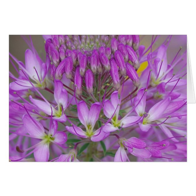 ロッキー山脈蜂植物 (正面横)