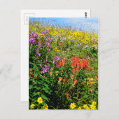 ロッキー山野花 ポストカード (正面/裏面)