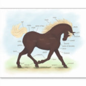 ロッキー山馬の馬術の解剖図 シール (正面)