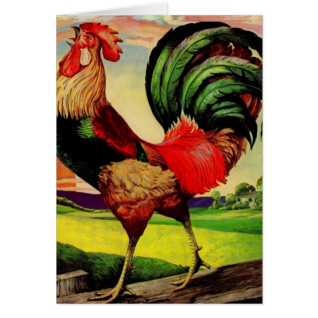 ロッキー・ザ・ハンサムな雄鶏 (正面)