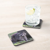 ロッキー・ザ・ラクーン コースター (右側)