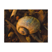 ロッキー・ショア・サンセットのカタツムリ貝