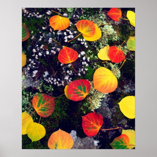 ロッキ葉山脈の岩に覆われた地衣類の上の ポスター (正面)