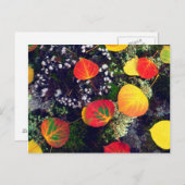 ロッキ葉山脈の岩に覆われた地衣類の上の ポストカード (正面/裏面)