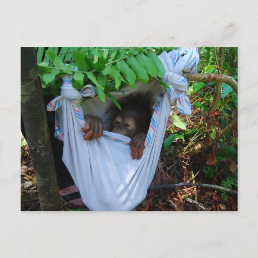 ロックアバイベビーオランウータン ポストカード (正面)