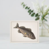 ロックフィッシュはがき – スタイルI ポストカード (スタンド正面)