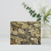 ロックプール ネイチャーコレクション ポストカード (スタンド正面)