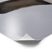 ロックホッパーペンギンユディプテスクリソカム フォトプリント            (角)