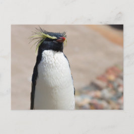 ロックホッパーペンギン葉書 ポストカード