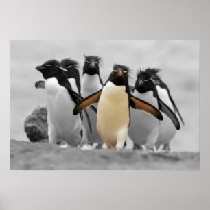 ロックホッパーペンギン ポスター