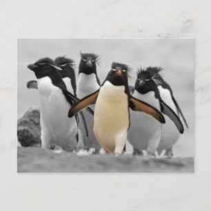 ロックホッパーペンギン ポストカード