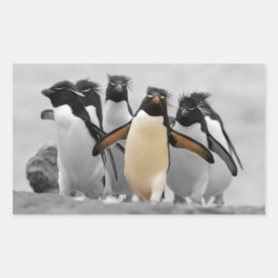 ロックホッパーペンギン 長方形シール