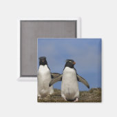 ロックホッパーペンギンEudityptes chrysocome マグネット (正面/裏面)