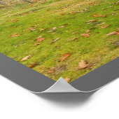 ロックポートメインでベルテッドガロウェイ牛 ポスター (角)