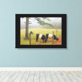 ロックポートメインの農場でベルテッドガロウェイ牛 キャンバスプリント (インサイチュ (ウッドフロア))