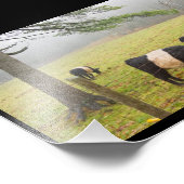 ロックポートメインの農場でベルテッドガロウェイ牛 フォトプリント            (角)