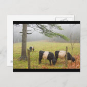 ロックポートメインの農場でベルテッドガロウェイ牛 ポストカード (正面/裏面)