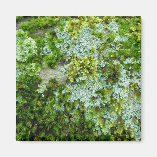 ロックマグネット上の苔と地衣類 マグネット (正面)