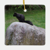 ロックリスにかわいい黒リス自然