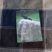 ロックリスにかわいい黒リス自然 ポスター