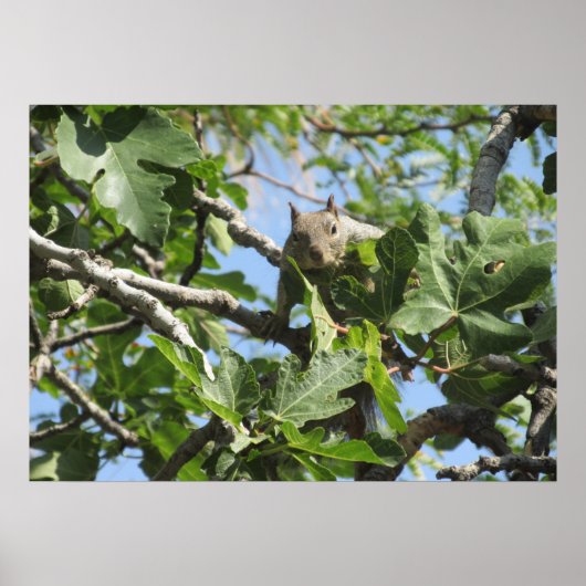 ロックリス ポスター (正面)