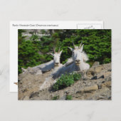 ロックレッジ野生生物シリーズ#18 ポストカード (正面/裏面)