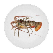 ロックロブスター – パヌリースレジス