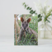 ロックワラビーのポストカード ポストカード (スタンド正面)